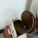 피정현 동물병원 이미지