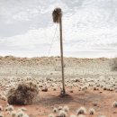 Dillon Marsh : ASSIMILATION 이미지
