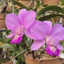 Cattleya Brazilian Jewel 이미지