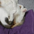 뒷발이삼계탕