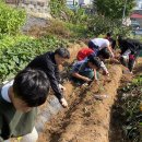 10월16일 수요일 ( 고구마 캐기, “알”의 정체를 밝혀내다) 이미지