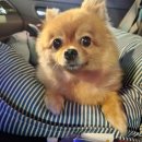 펫택시펫카 이미지