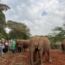 쓰담쓰담해줄개 | 케냐 여행 나이로비 코끼리 고아원 Sheldrick Wildlife Trust 방문 대만족 후기