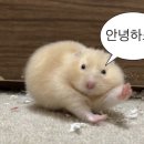 할매튀김