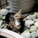발라당 이미지