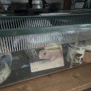 비(非)파충류인이 다녀온 세텍 라스트 페어 후기