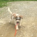 용인시동물보호센터 이미지