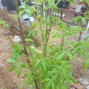 하늘이네 농장 이미지