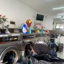 라벤데리아 이미지