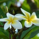 플루메리아 [프랜지패니, Plumeria] 이미지