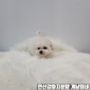똥꼬 발랄 펫샵 이미지