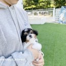 소망켄넬 이미지