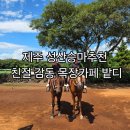 종일목장 | N번째 방문 제주 성산승마 목장카페 밭디 친절감동후기