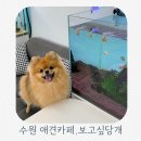 수원애견카페 추천 수원 신동카페거리 보고싶당개 후기