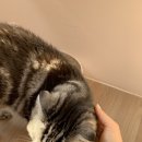 신영산 이미지