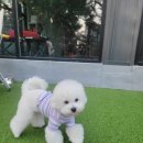 딩동댕댕 애견유치원 이미지