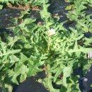 금별농장 이미지