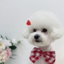 단비네펫살롱 이미지