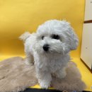 비비안살롱 이미지