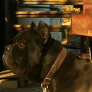 짱가짱가 이미지