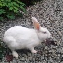 응아지 나루 이미지