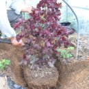 한빛농장 이미지