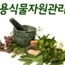 초근목피한의원 네이버블로그