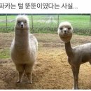 알파카