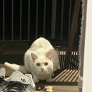 우리들애 네이버블로그