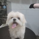 마이펫 부산대점 이미지