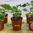 엠마누엘농장 이미지