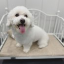 쁘니애견 이미지