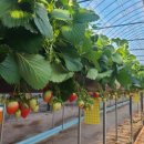 영천농장 이미지