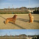 위드독스 이미지