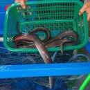충남물산 경동시장 장어 포장해와서 집에서 건강하게 보양식 즐겼어요