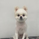 츄블리 펫 살롱 이미지