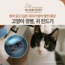 메디컬센터 | 고양이 귓병, 고양이 귀 진드기 치료 후기, 애니컴메디컬센터
