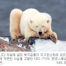긴 여정-북극곰 네이버블로그