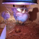 대산부화장 이미지