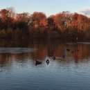 황금물결 이미지