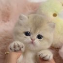 부산고양이분양 모나미네코 해운대본점 | 부산 고양이 분양 , 해운대 고양이 분양, 고양이 분양은 부산 고양이 분양 모나미 네코 해운대 본점 !