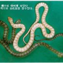 용문산민속건강원