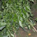 해나비농장 이미지