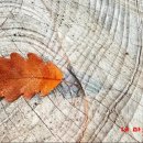 우디쌤의 四季 - 가을 (Autumn Leaves +++ ) - 정악대금 Eb + 가송 Sox F 이미지