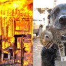 천사강아지 이미지