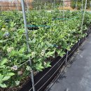 전통발효농법, 노지 블루베리 농장을 다녀왔습니다. 전경 구경하세요~ 이미지