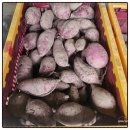 화천농장 | 화천군 논미리 농막 가을일기 — 들깨 타작으로 마무리하는 한 해의 끝자락