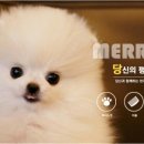 메리펫 이미지