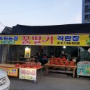 경아딸기