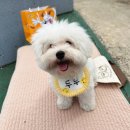 한국꼬똥켄넬 이미지